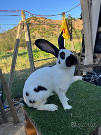 Conigli papillon