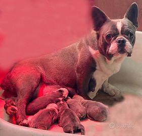 Bulldog francese Blue