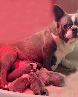 Bulldog francese Blue