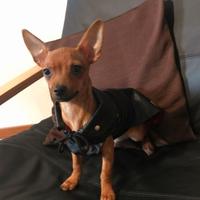 Cuccioli di pincher