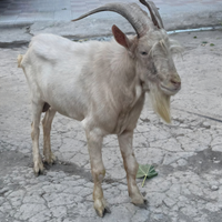 Caprone Maschio saanen di18 Mesi - Robusto e Sano