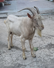 Caprone Maschio saanen di18 Mesi - Robusto e Sano