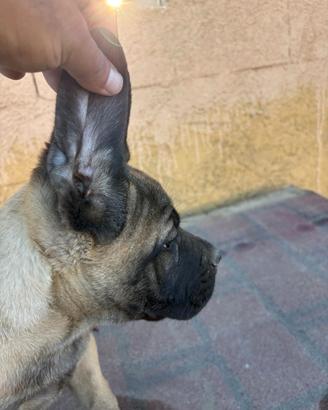 Cucciolo cane corso