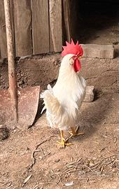 Gallo livornese riproduttore