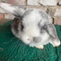 Mini Lop harlei bicolore occhi blu