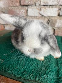 Mini Lop harlei bicolore occhi blu