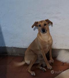 Canina dolcissima vorrebbe una casa