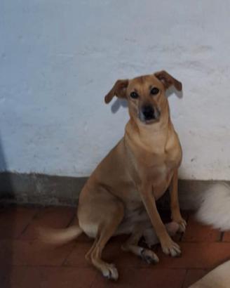 Canina dolcissima vorrebbe una casa