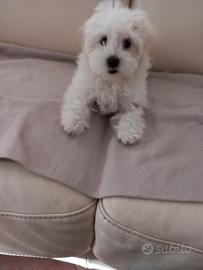 Maltese cucciolo