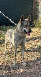 Dasy, cane lupo Cecoslovacco ADOZIONE