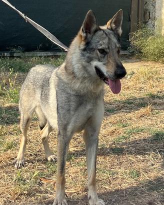 Dasy, cane lupo Cecoslovacco ADOZIONE