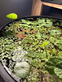 Piante acquatiche e da superficie