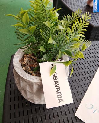 pianta