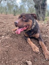 Axel