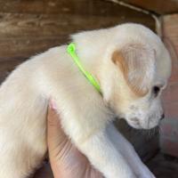 Cuccioli Labrador