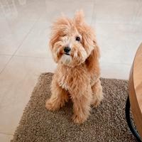 Barboncino per Monta