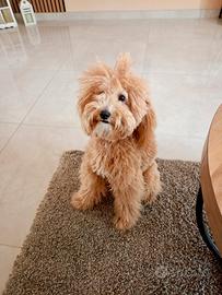 Barboncino per Monta