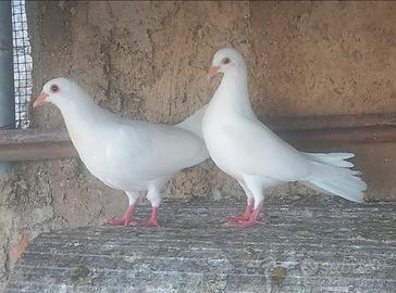 Colombe bianche