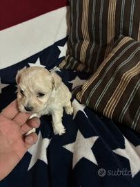 Maltipoo barboncino per maltese