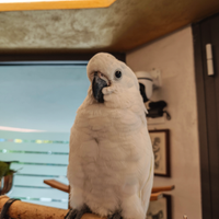 Cacatua alba bianco allevato a mano