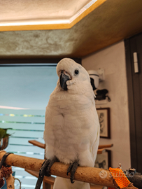 Cacatua alba bianco allevato a mano