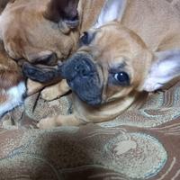 Bulldog francese mini