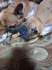 Bulldog francese mini