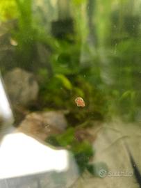 Lumache rosse acquario 