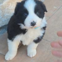 Cuccioli Bourder Collie con Pedigree