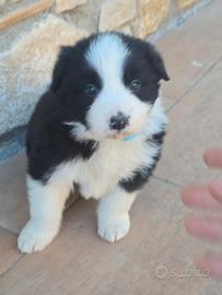 Cuccioli Bourder Collie con Pedigree