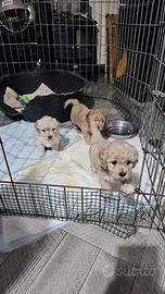 Cuccioli di maltipoo