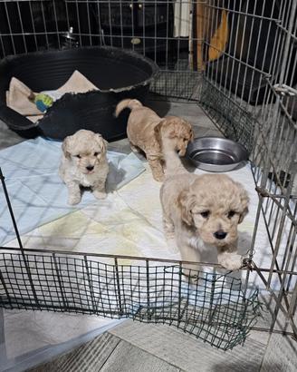 Cuccioli di maltipoo