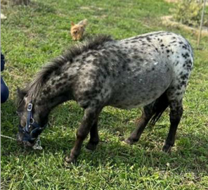 Mini pony shetland