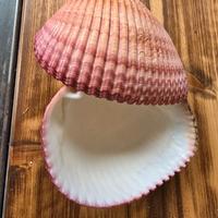 Conchiglia Porta gioie