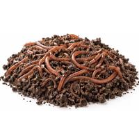 Lombrichi Rossi vivi Eisenia fetida  x compostaggi