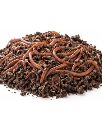 Lombrichi Rossi vivi Eisenia fetida  x compostaggi