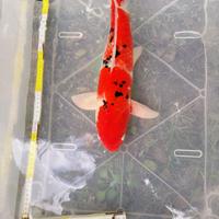 Koi carpe giapponesi