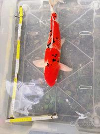 Koi carpe giapponesi