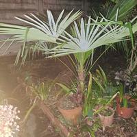 palme in vaso da 40 cm a 1.5 metri