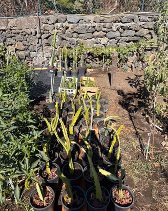 Piante esotiche