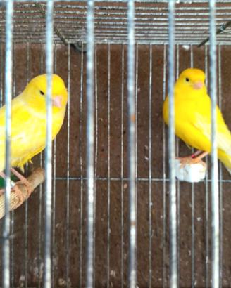 Coppia giallo