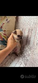 Chihuahua