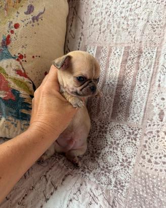 Chihuahua