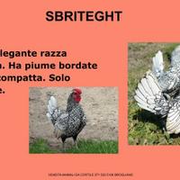GALLINE ORNAMENTALI VARIE RAZZE leggere descrizio