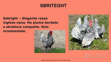 GALLINE ORNAMENTALI VARIE RAZZE leggere descrizio