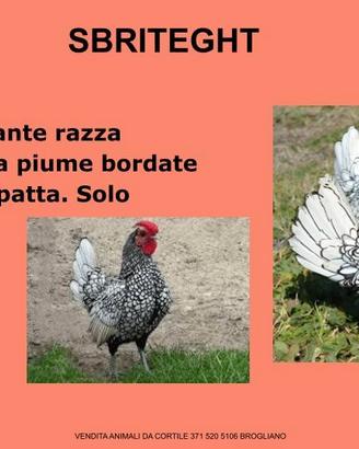 GALLINE ORNAMENTALI VARIE RAZZE leggere descrizio