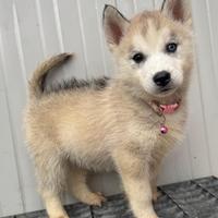 Cani Husky