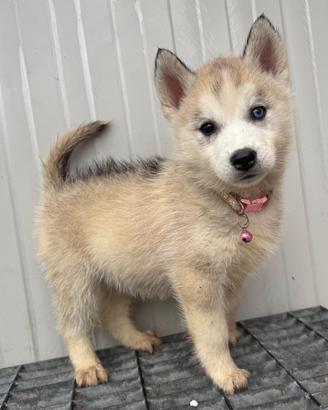 Cani Husky