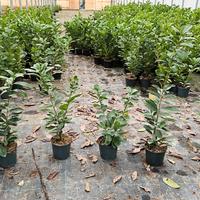 lauro ceraso vaso 18 da siepe 