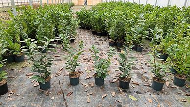 lauro ceraso vaso 18 da siepe 